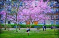 リュクサンブール公園の街並みに咲く木
